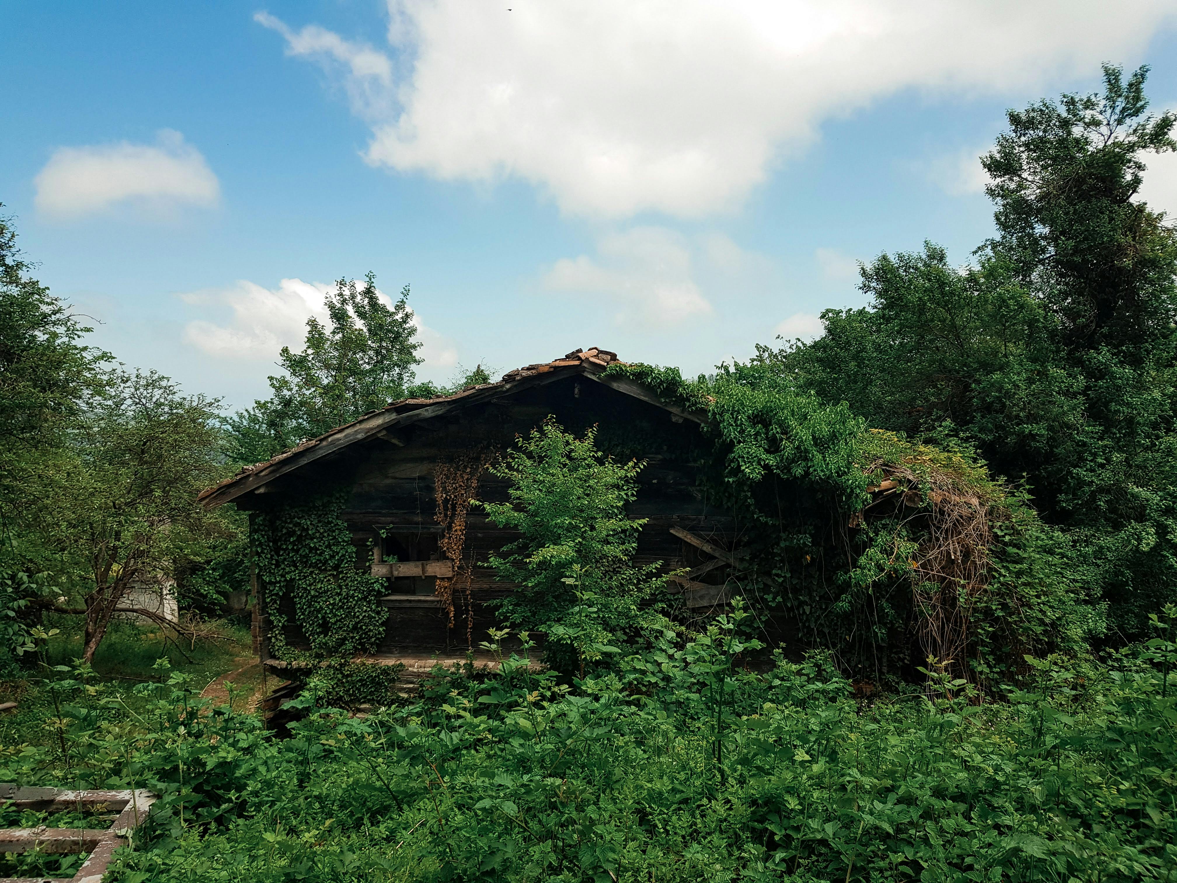 Overgrown garden before Smart Shine Africa landscape care